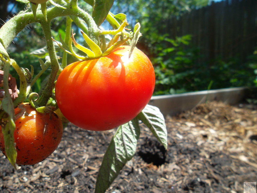 “Urban homesteaders” make the most of small plots of city soil to grow food. Michele Hanley, the owner of Mile High Urban Farming, said her tomato plants are a good return on investment.